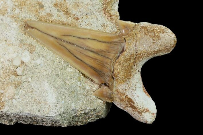 Otodus Shark Tooth Fossil in Rock - Eocene #135836